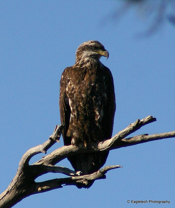 8-28-11 Wildlife Picture Immature Bald Eagle Looking Away