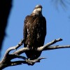 8-9-11 Wildlife Picture Immature Bald Eagle