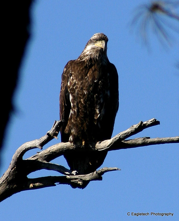 8-9-11 Wildlife Picture Immature Bald Eagle