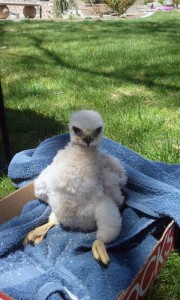 Little Bit - Red Tail Hawk (Buteo jamaicensis)