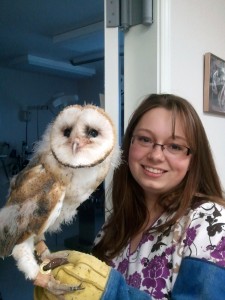 Mushu - Barn Owl (Tyto alba)