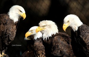 Primo, Sec, Trip, & Quadra - Bald Eagles (Haliaeetus leucocephalus)