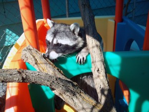 Pumba - Raccoon (Procyon lotor)