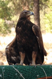 Draco - Golden Eagle (Aquila chrysaetos)