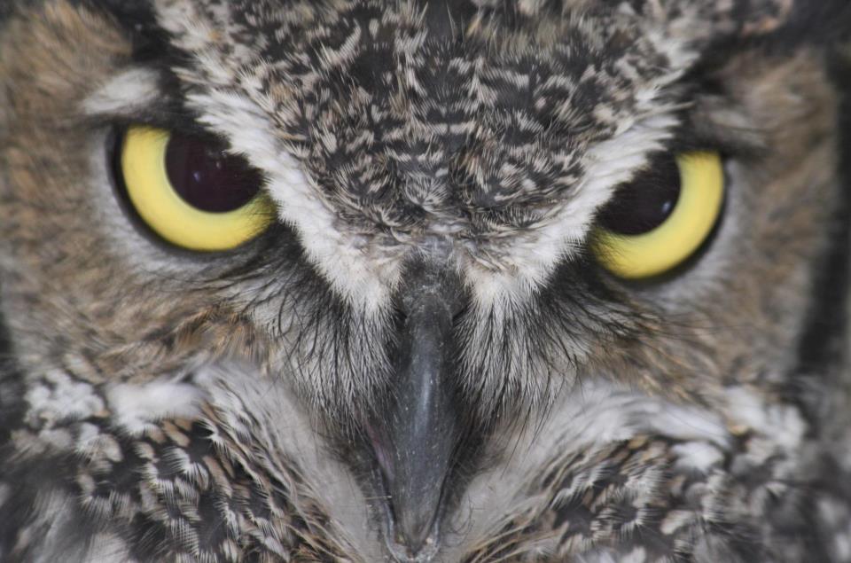 Ewok (Great Horned Owl)