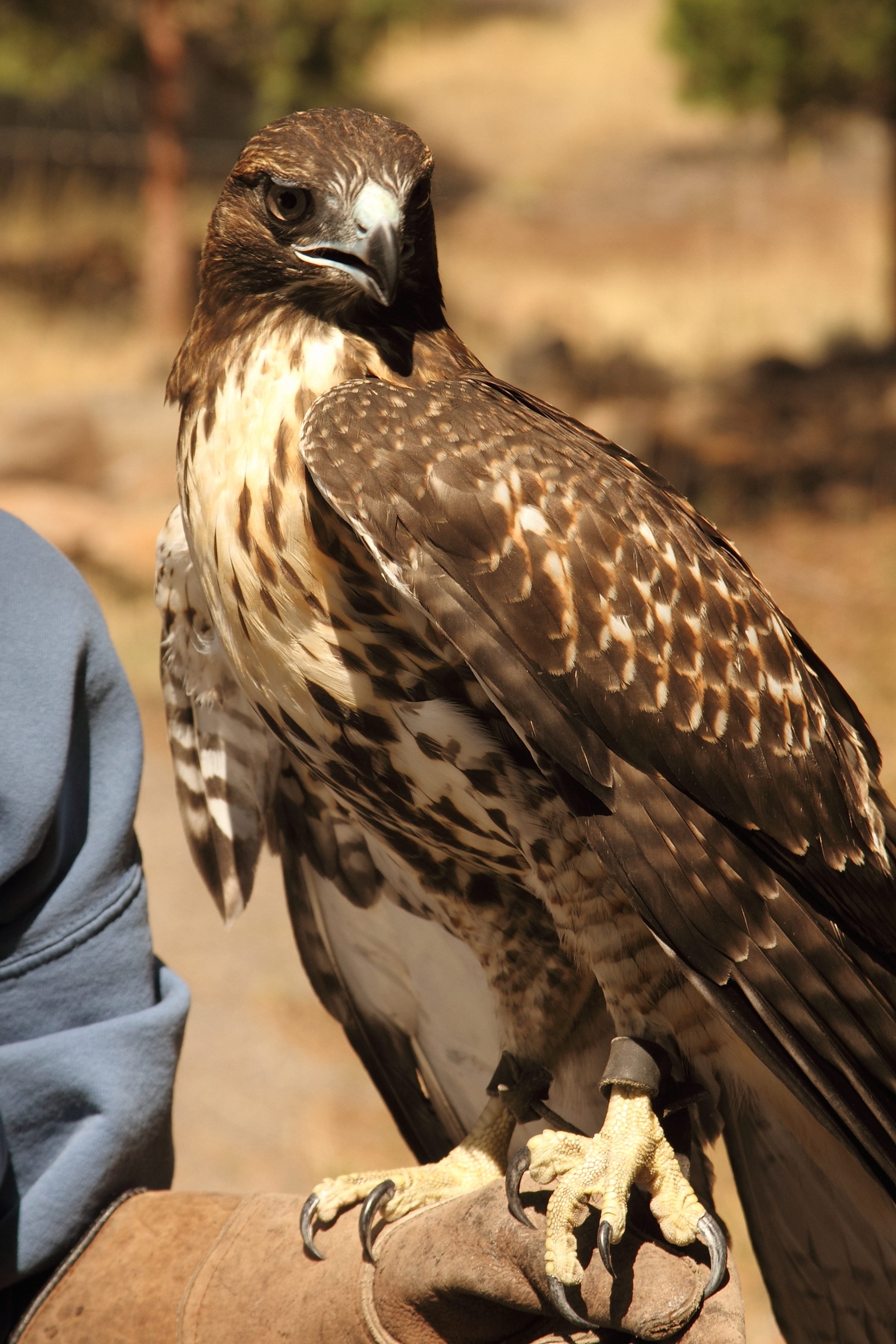 Little Bit (Red-Tailed Hawk)