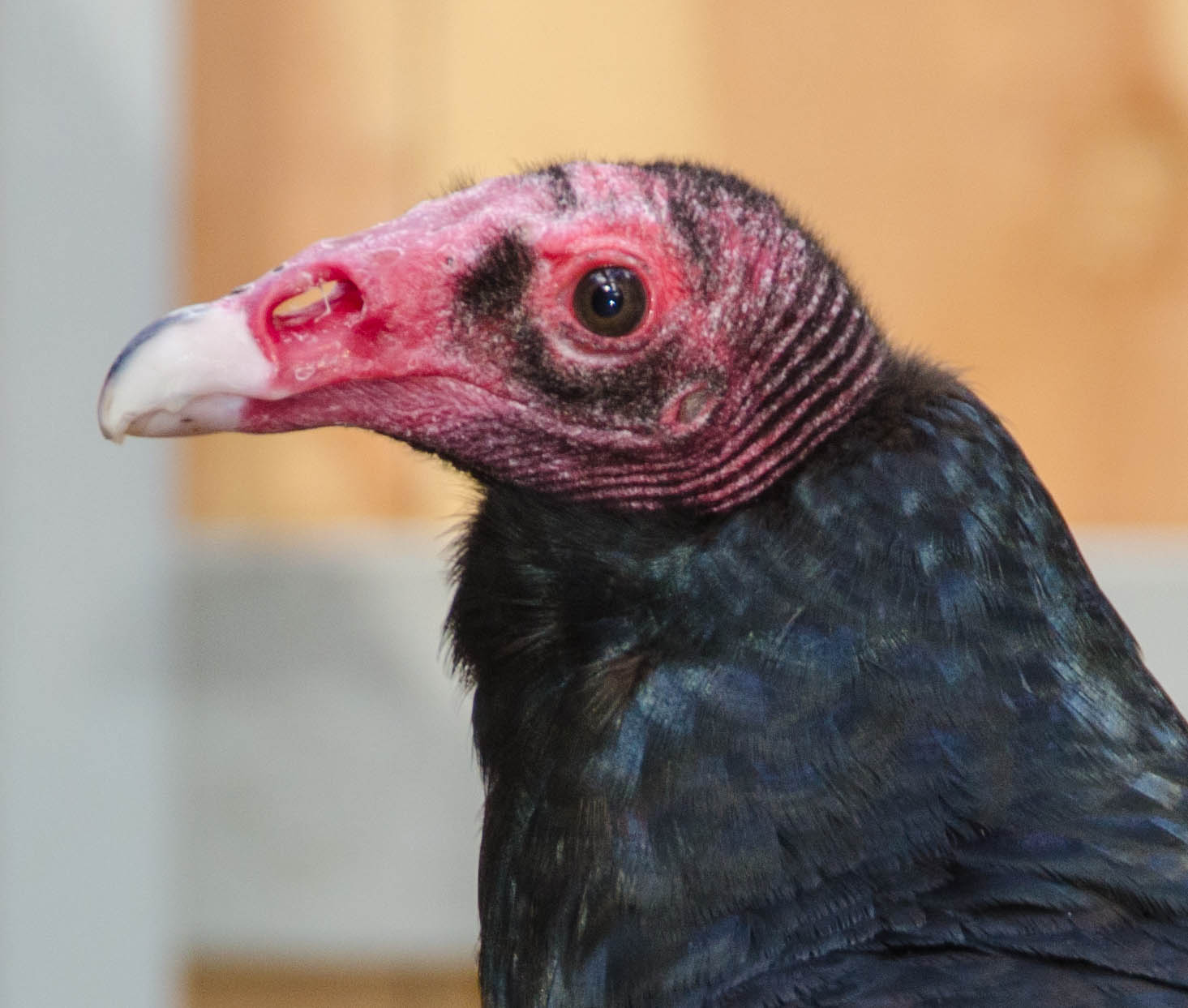 Dexter (Turkey Vulture)