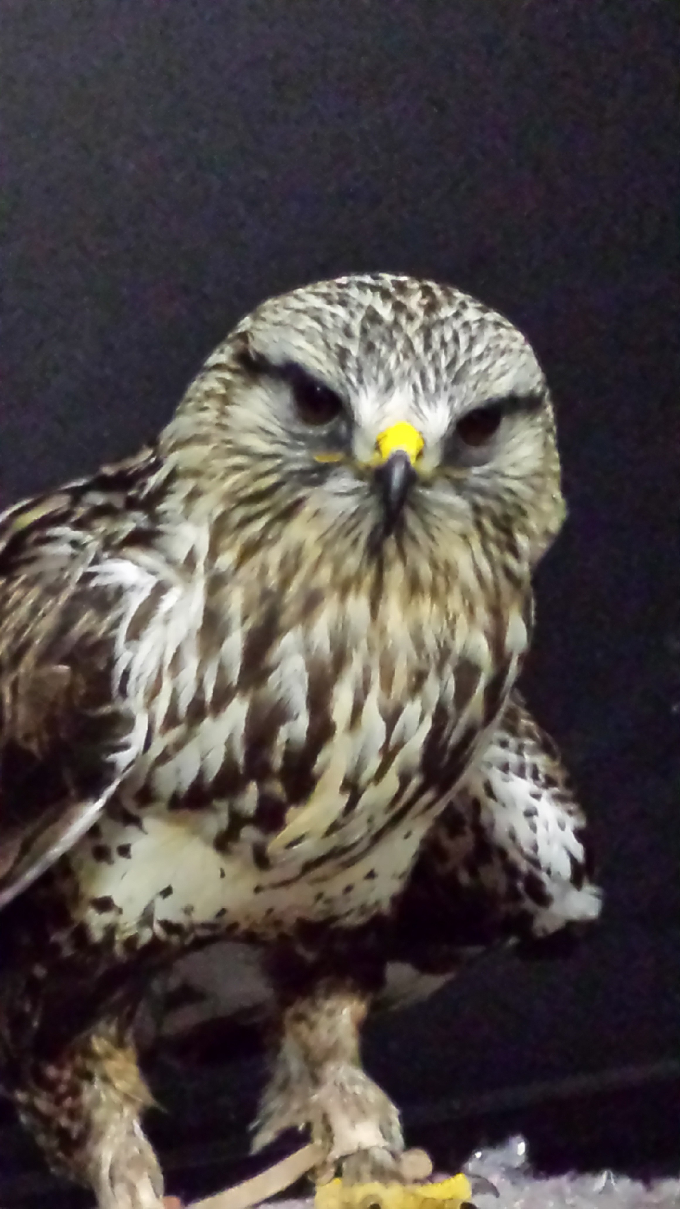 Rufio (Rough-Legged Hawk)