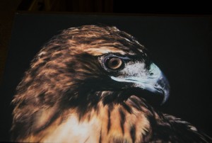 Little Bit (Red-Tailed Hawk) unframed photograph on canvas (10 x 15 inch)