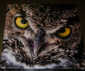 Ewok (Great Horned Owl) unframed photograph on canvas (10 x 10 inch)