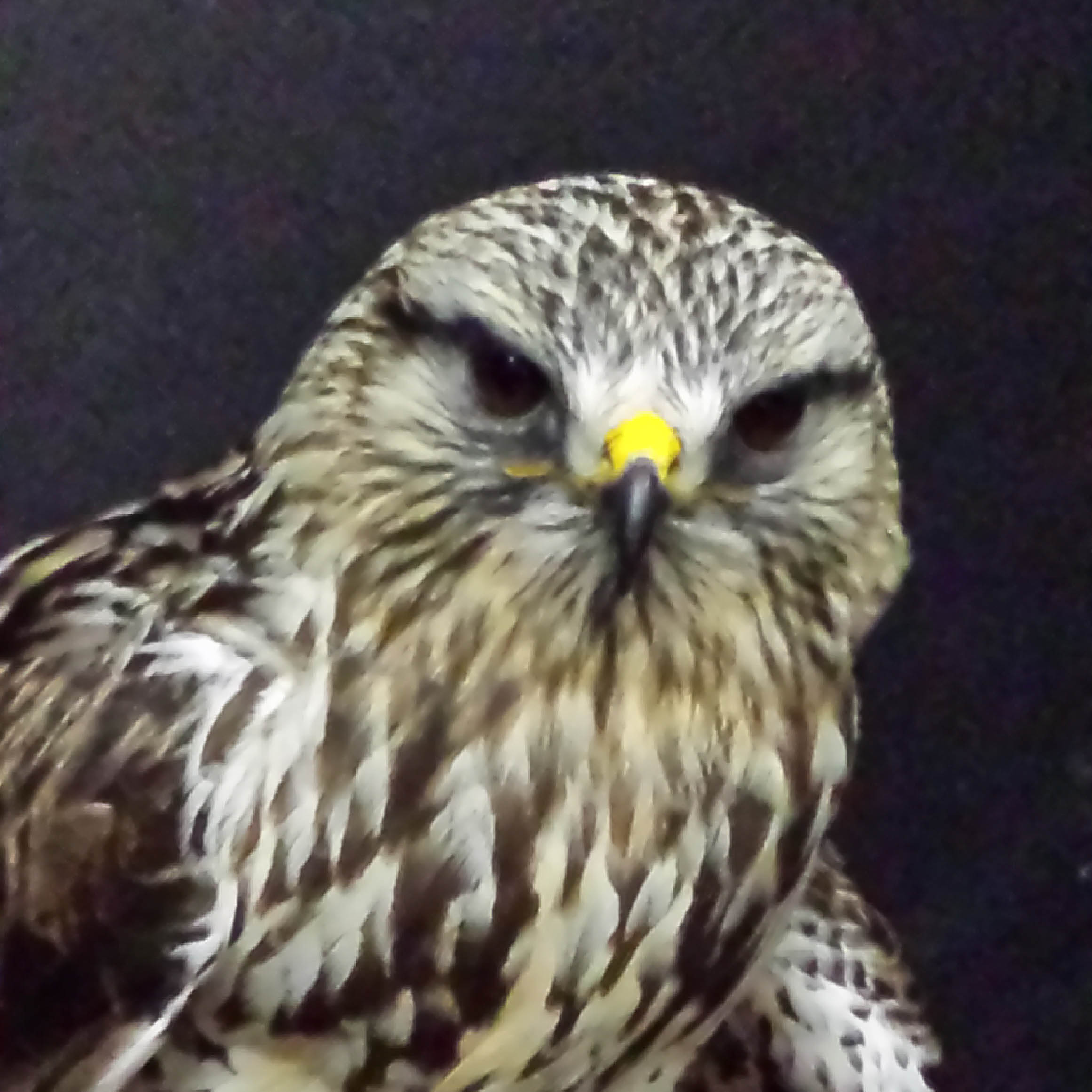 Rufio - Rough Legged Hawk (Buteo lagopus)