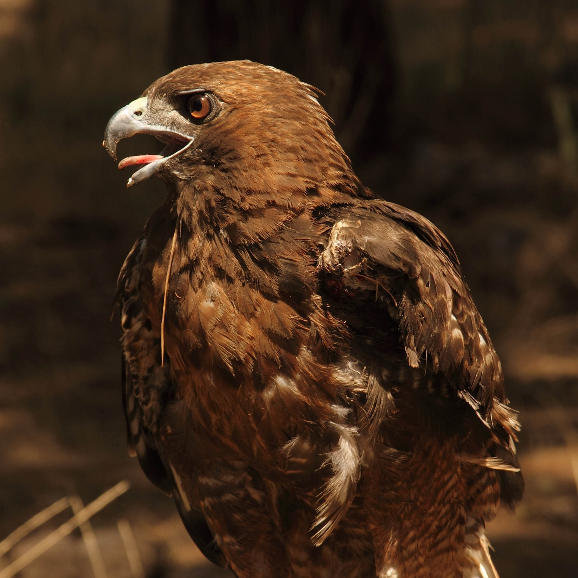 Sonja - Red Tailed Hawk (Buteo jamaicensis)