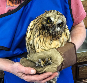 short eared owl edit (1 of 1)