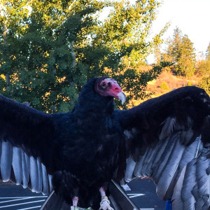 Dexter - Turkey Vulture dex-and-joanne-1-x-1-1-of-1-300x300