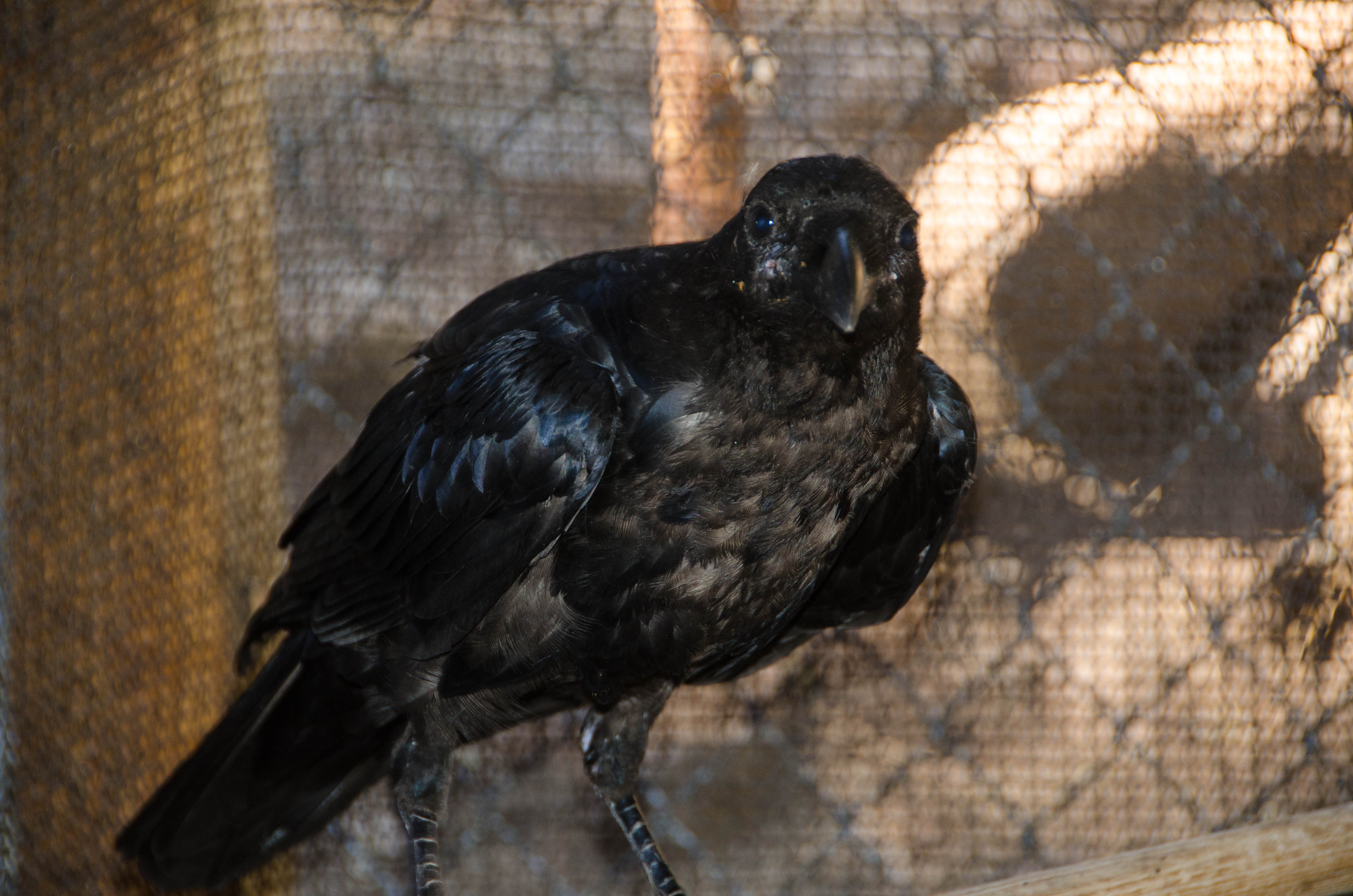 Rolland - Common Raven