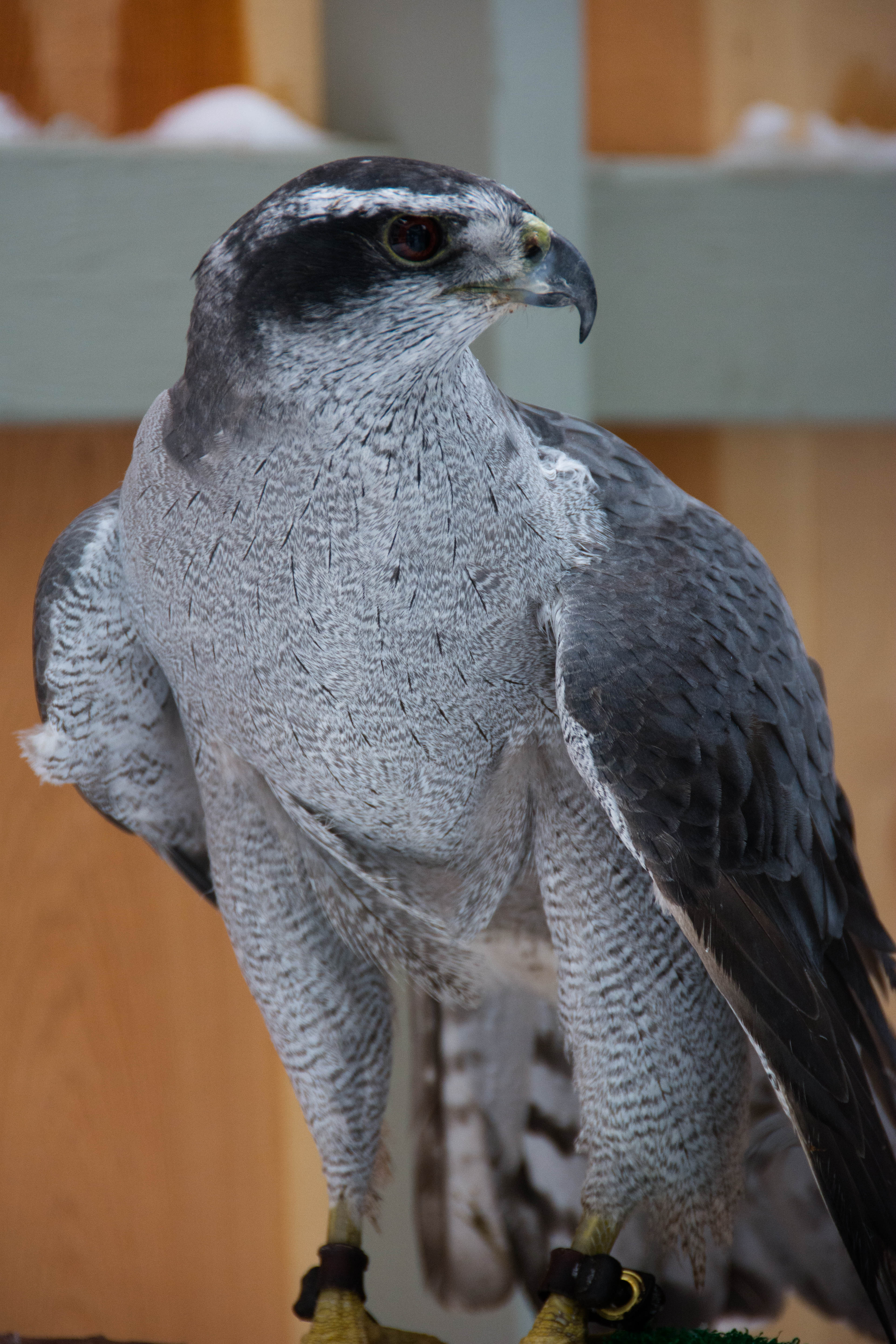 Silica - Northern Goshawk