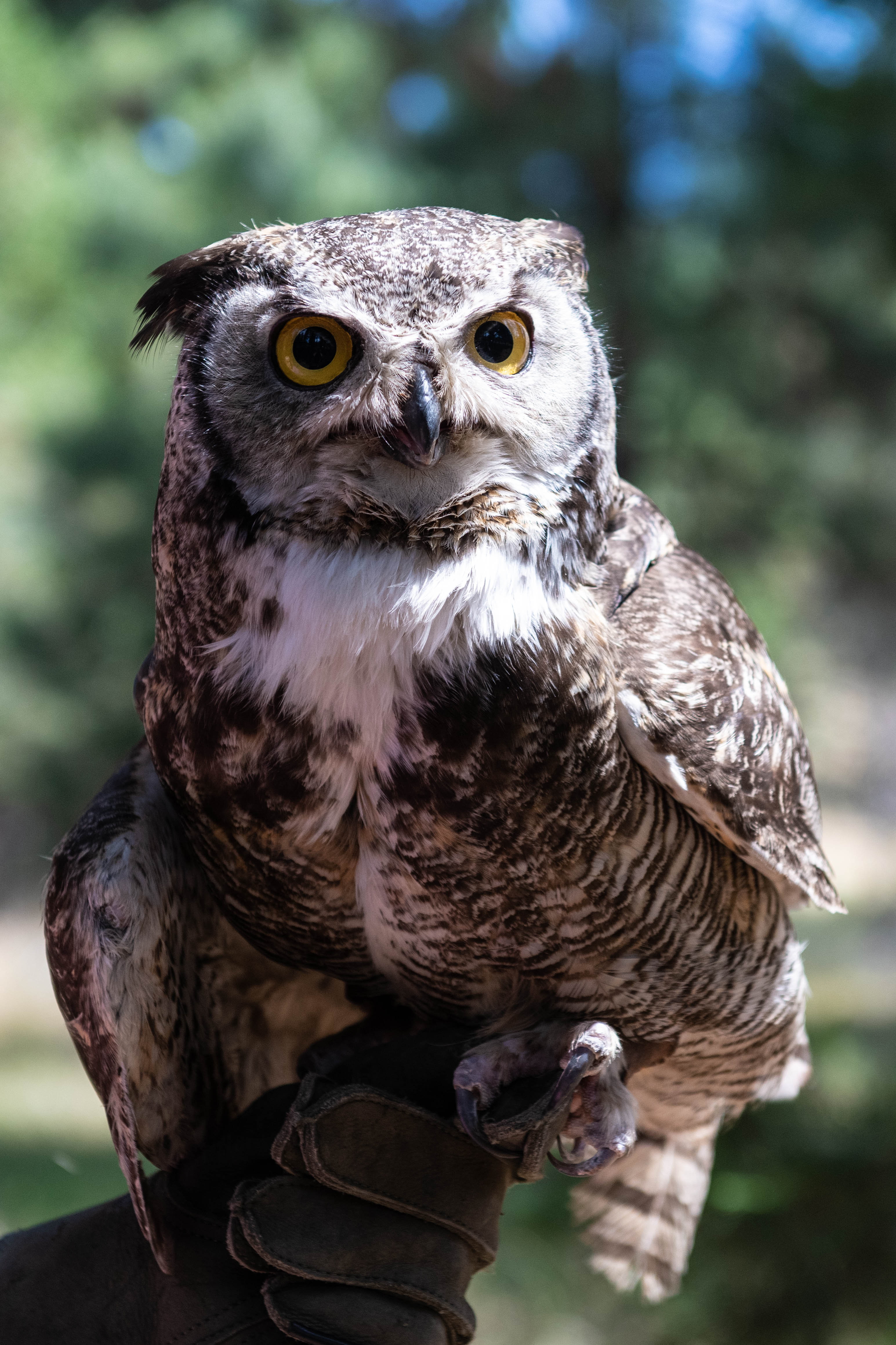 Dudley (Great Horned Owl)