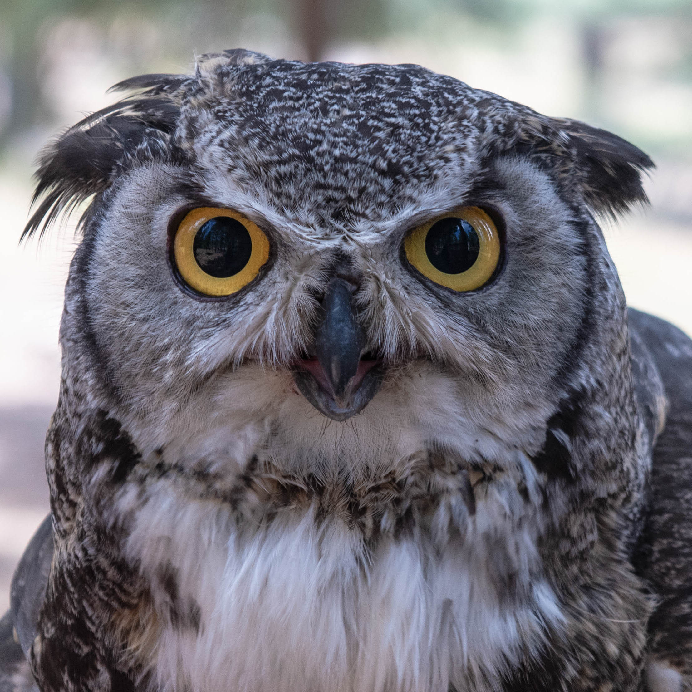 Dudley-Great Horned Owl- (Bubo virginianus)