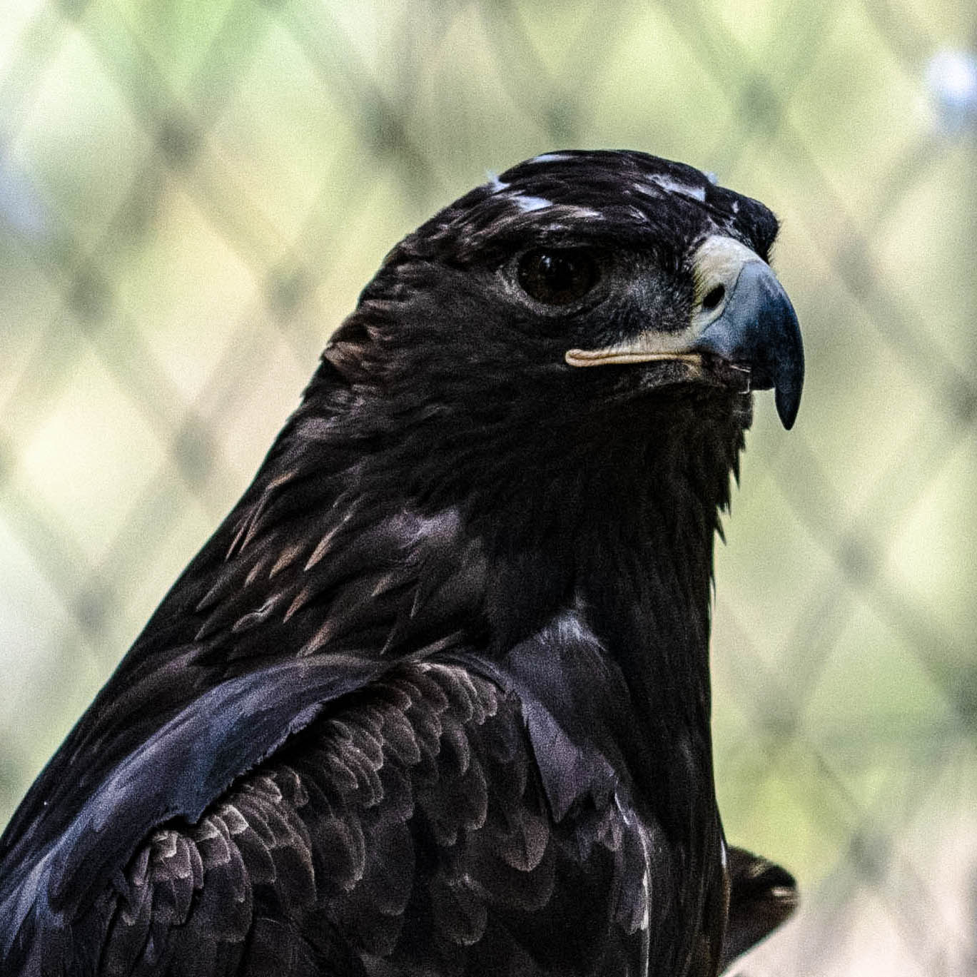 Kiinew - Golden Eagle (Aquila chrysaetos)