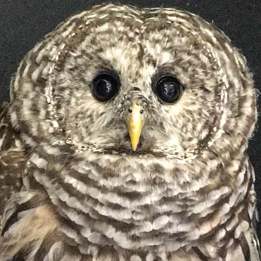 Paddington - Barred Owl (Strix varia)