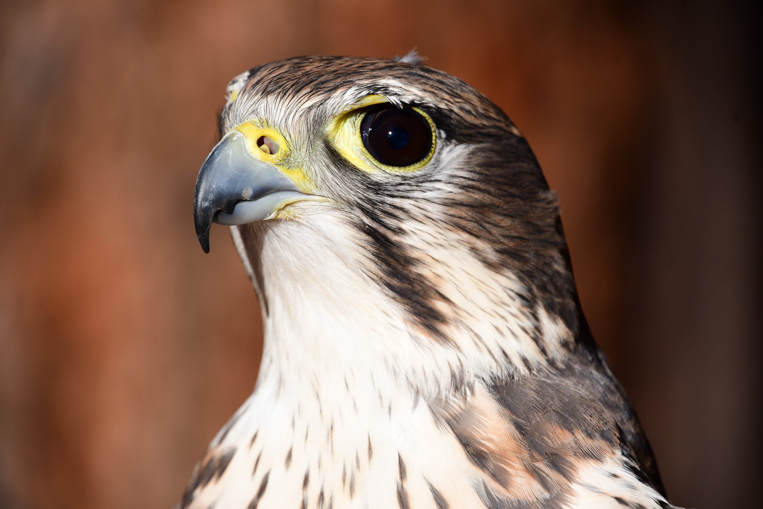 Kita (Prairie Falcon)