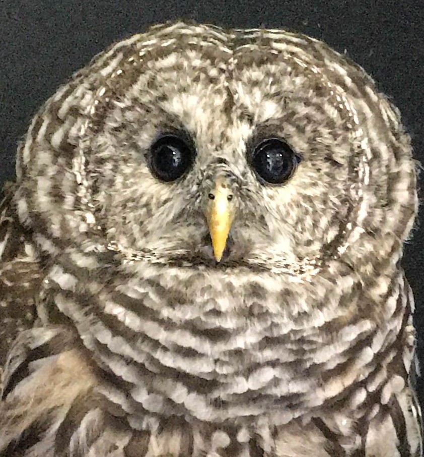 Paddington (Barred Owl)