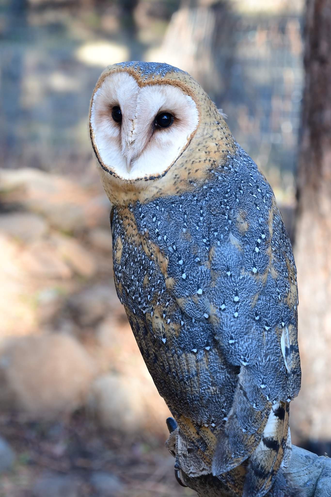 Pippa (Barn Owl)