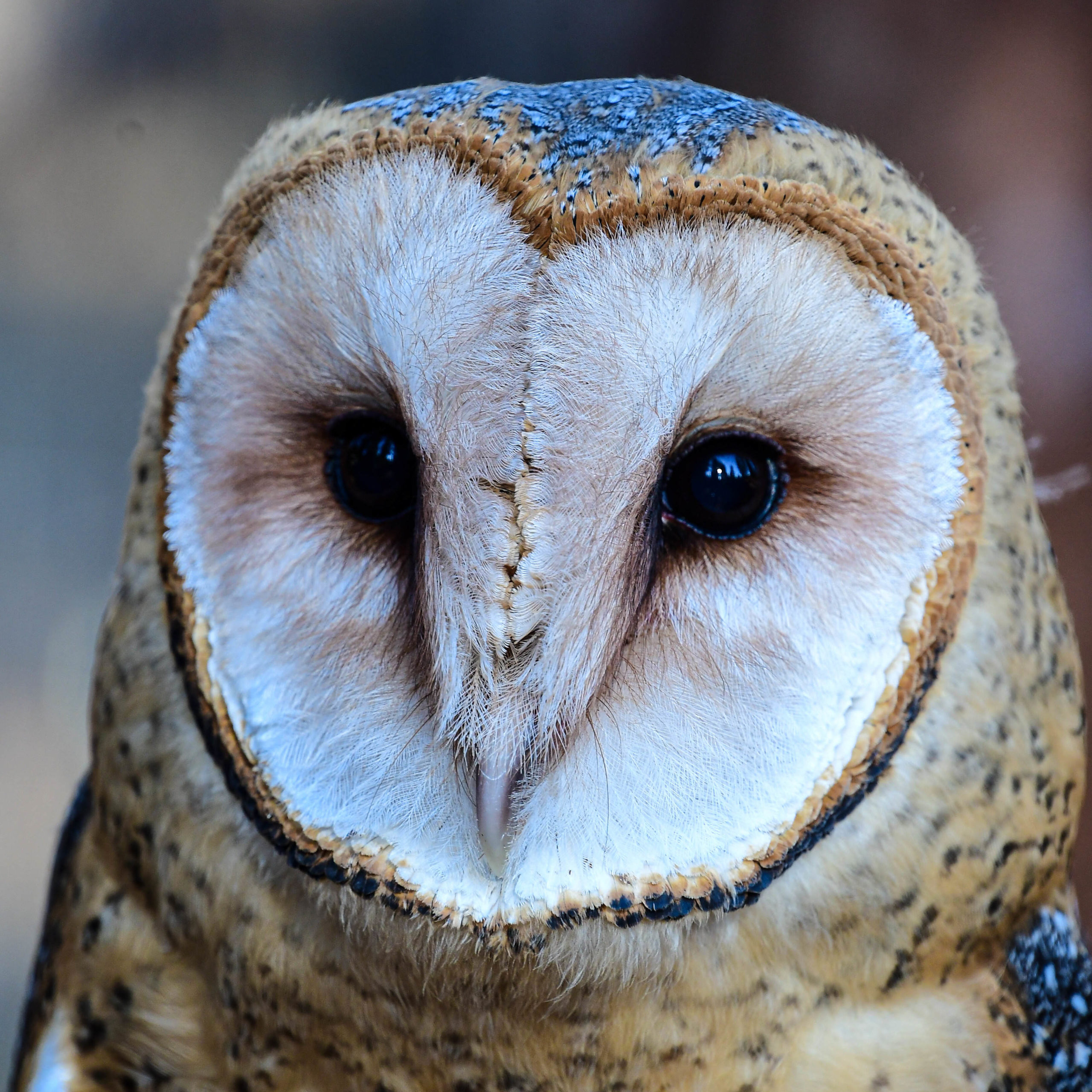 Pippa - Barn Owl (Tyto alba)