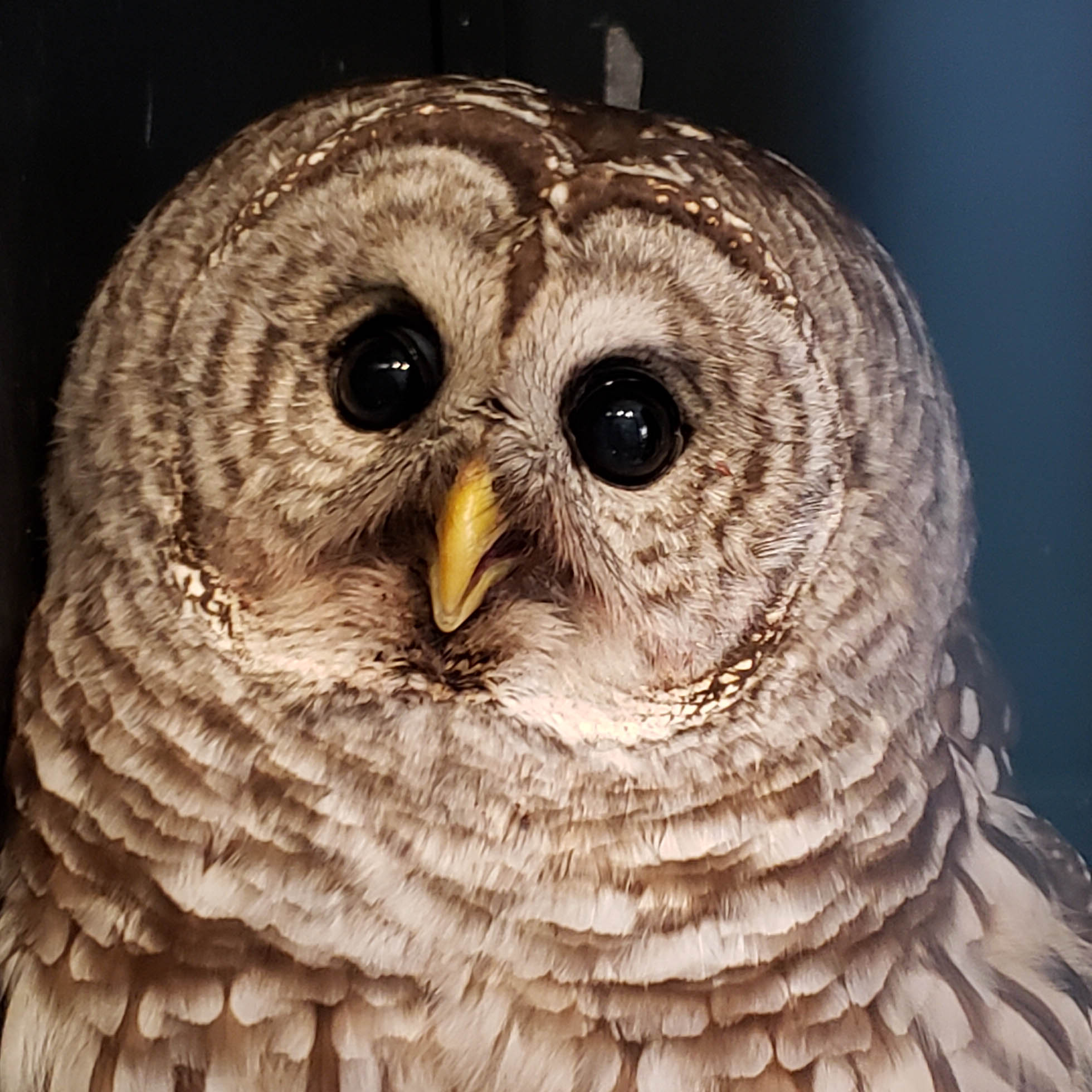 Donnie - Barred Owl (Strix varia)