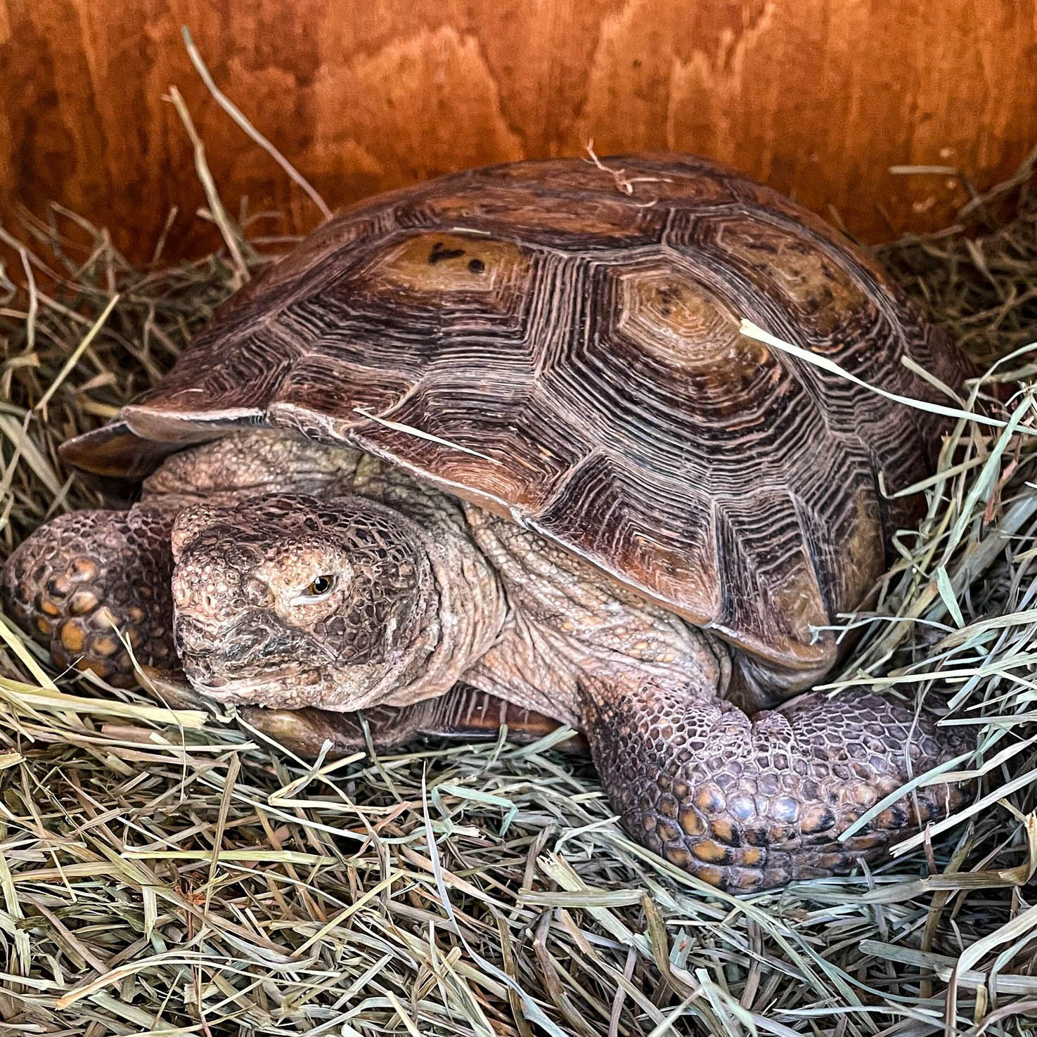 Girard - Desert Tortoise (Gopherus agassizii)