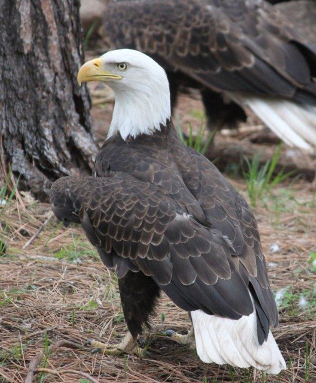 Sec (Bald Eagle)