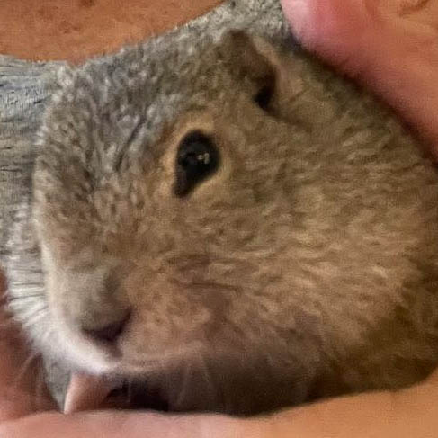 Alice- Belding's Ground Squirrel (Urocitellus beldingi)