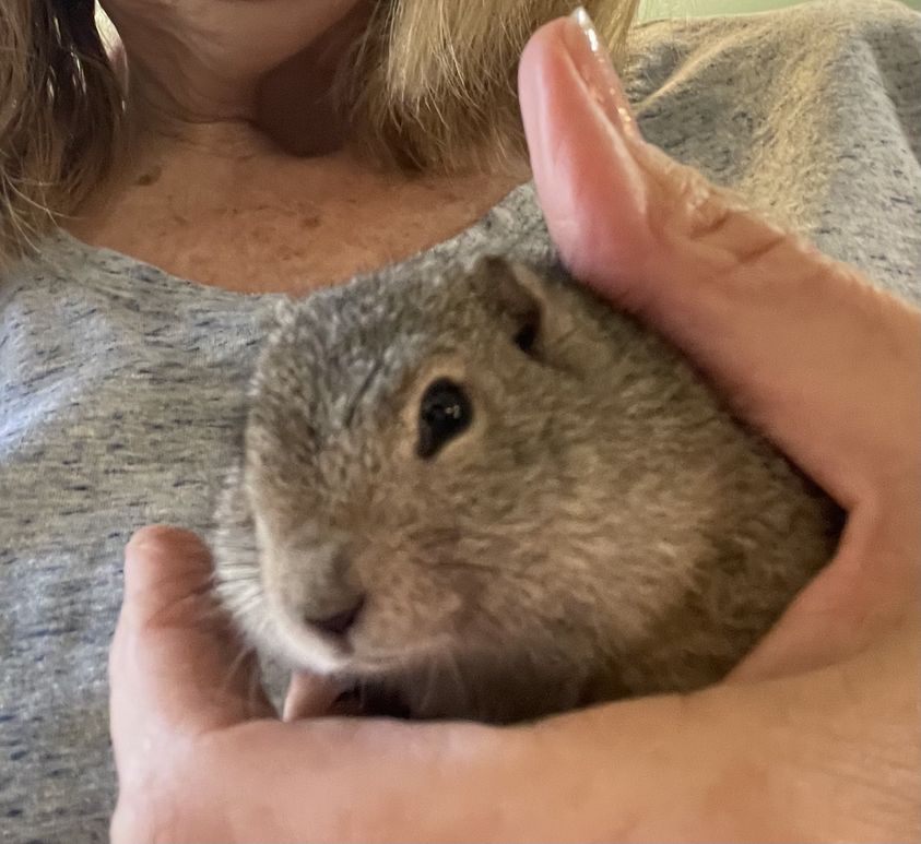 Alice - Belding's Ground Squirrel (Urocitellus beldingi)