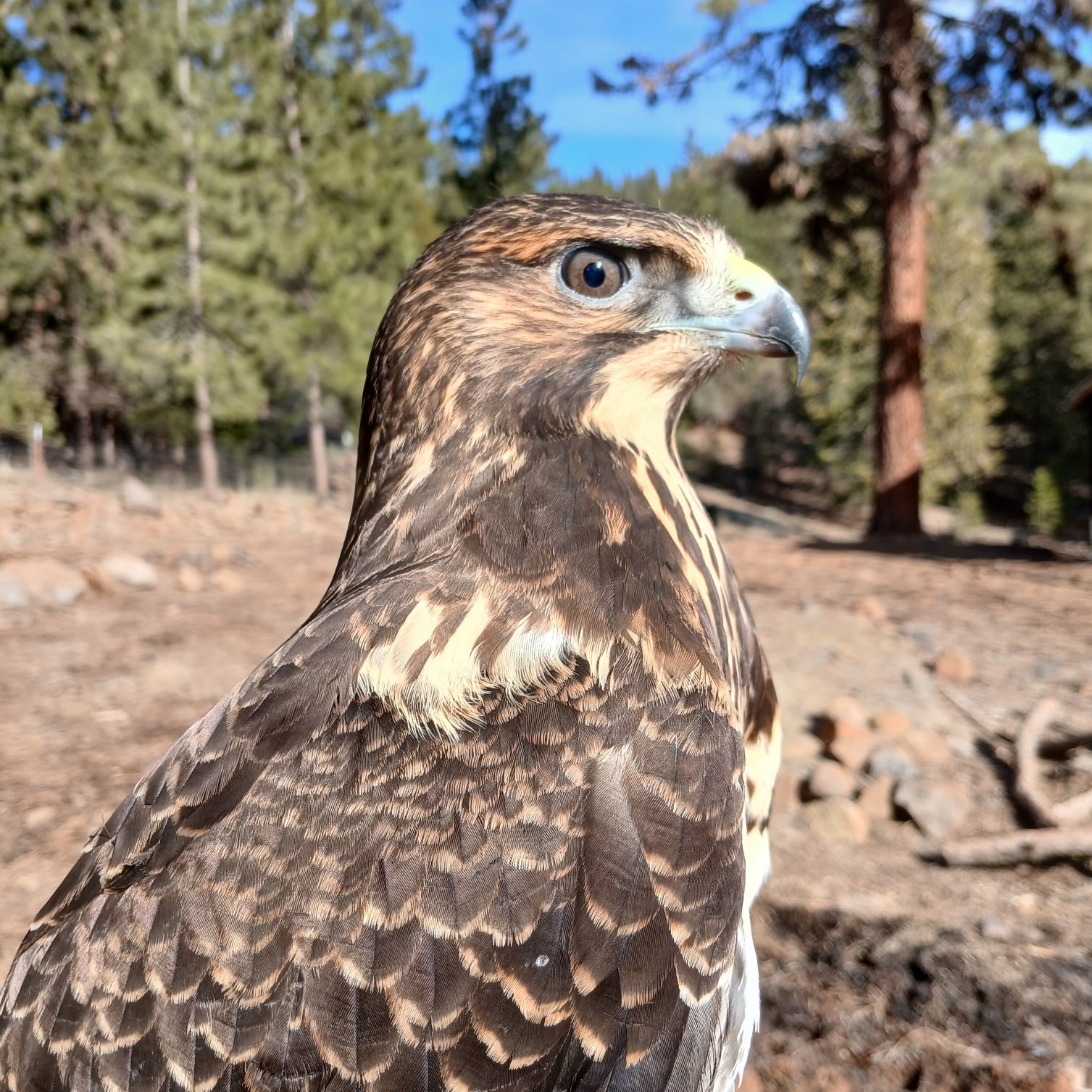 Pan- Swainson's Hawk (Buteo swainsoni)