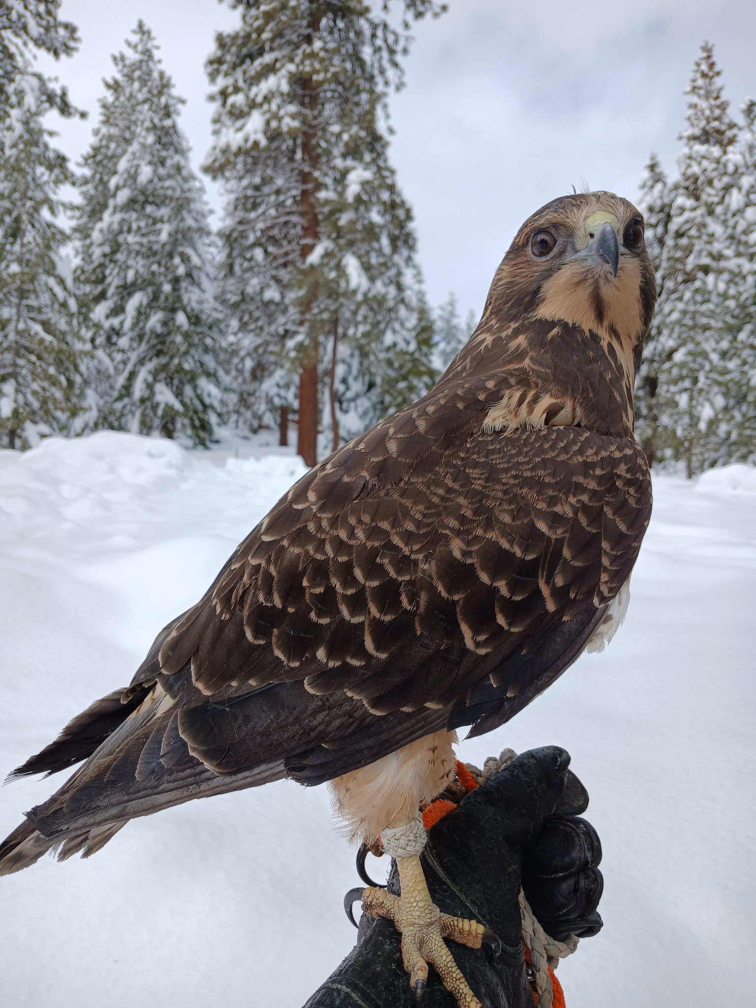 Pan - Swainson's Hawk (Buteo swainsoni)