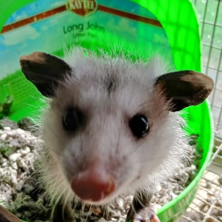 Possum Passel- Virginia Opossum  (Didelphis virginiana)