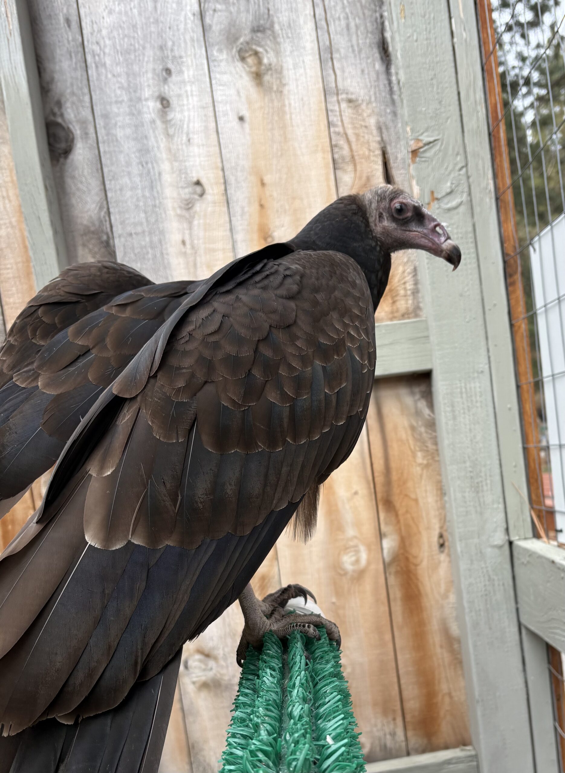 Bacardi - Turkey Vulture (Cathartes aura)