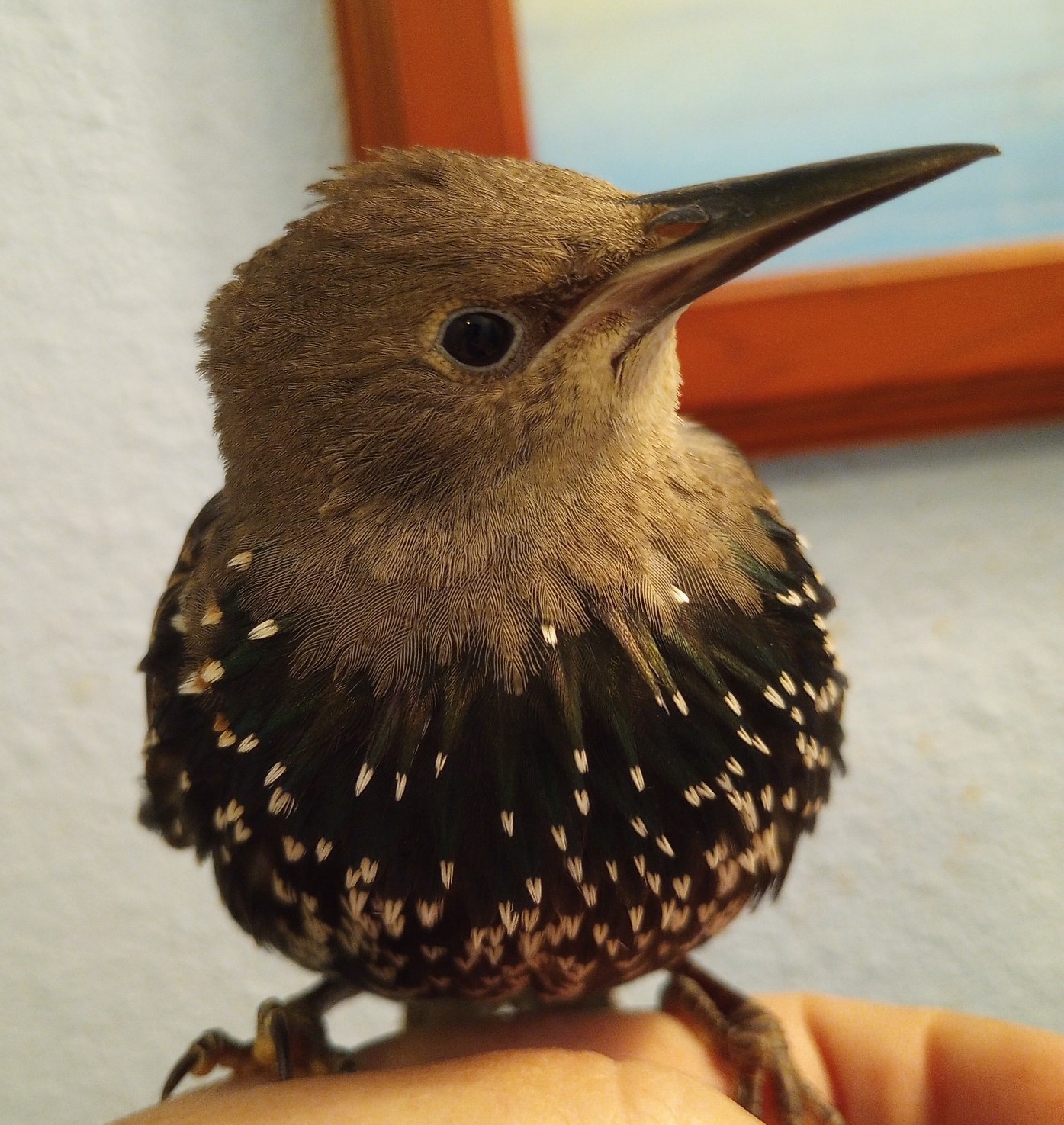 Murphy - European Starling (Sturnus vulgaris)