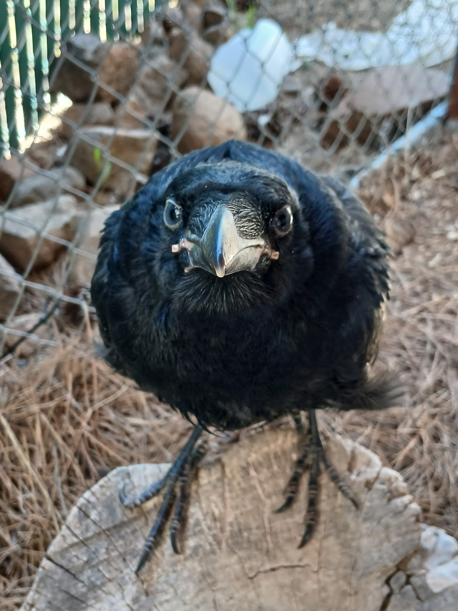 Piglet (Corvus corax)