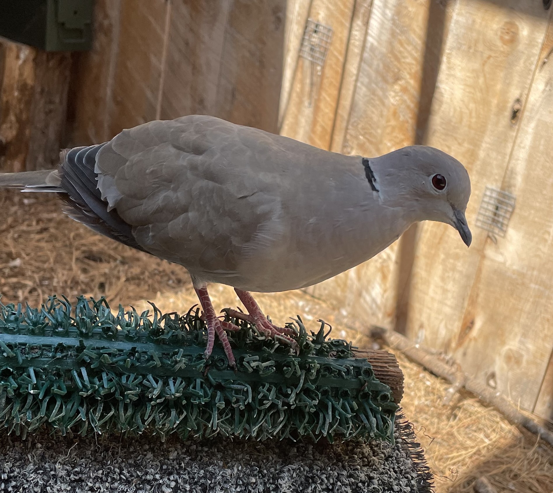 Shanti - Eurasian Collared Dove (Streptopelia decaocto)